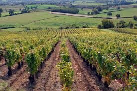 Vente Châtenoy-le-Royal